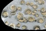 Golden Calcite Ammonite (Promicroceras) Cluster - England #176344-1